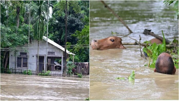 511 wild animals died in floods of Assam in past five years: Union government