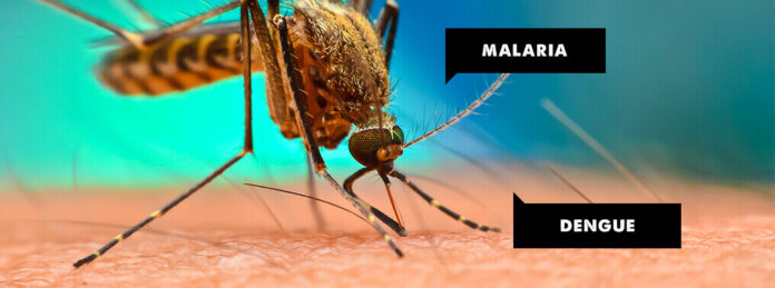 Health Department Issues Alert For Dengue-Malaria In Gwalior; Around 135 Cases So Far, No Casualty Reported