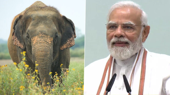 Elephants linked to India's culture, history: PM Modi