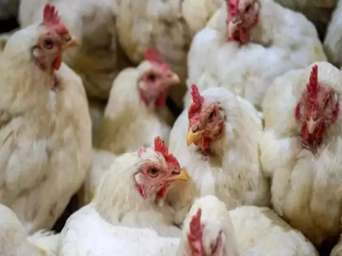 Odisha Govt To Cull 20,000 Birds In Response To Avian Influenza Outbreak