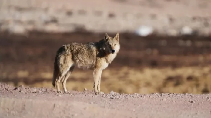 Drone visuals show intensified search operation in Bahraich to catch remaining two wolves