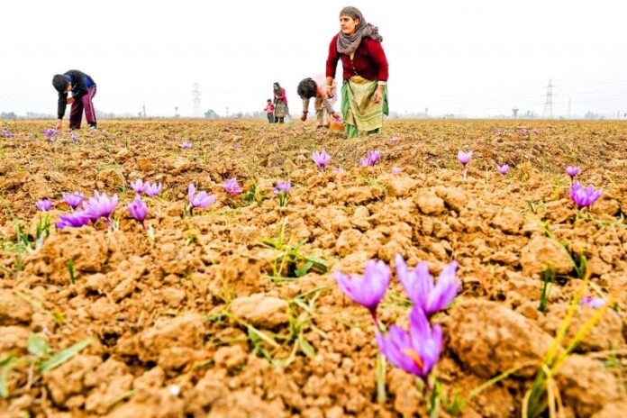 Saffron in peril: Kashmir's golden harvest threatened by global warming