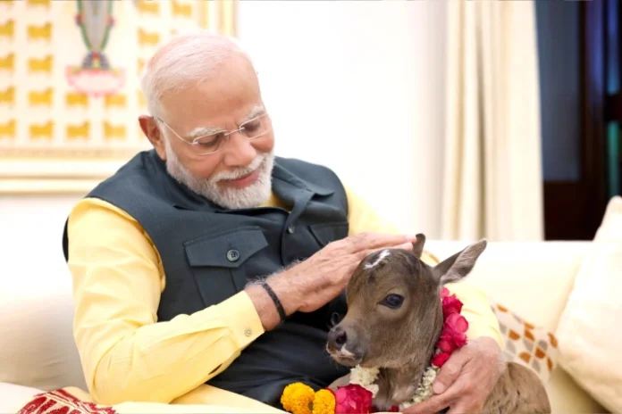 PM Modi welcomes 'Deepjyoti', calf born at his residence, shares video