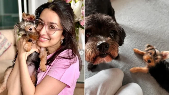 Shraddha Kapoor introduces her Insta fam to 