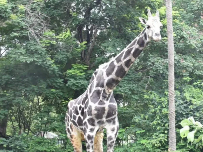 Hyderabad: 20-Year-Old Male Giraffe 'Tsunami Basant' Dies At Nehru Zoo Park