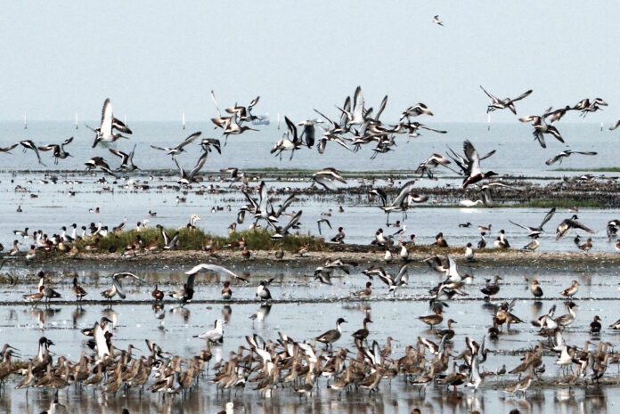 Odisha: Migratory Birds Flock Early To Chilka, zero Tolerance Towards Poaching Says DFO