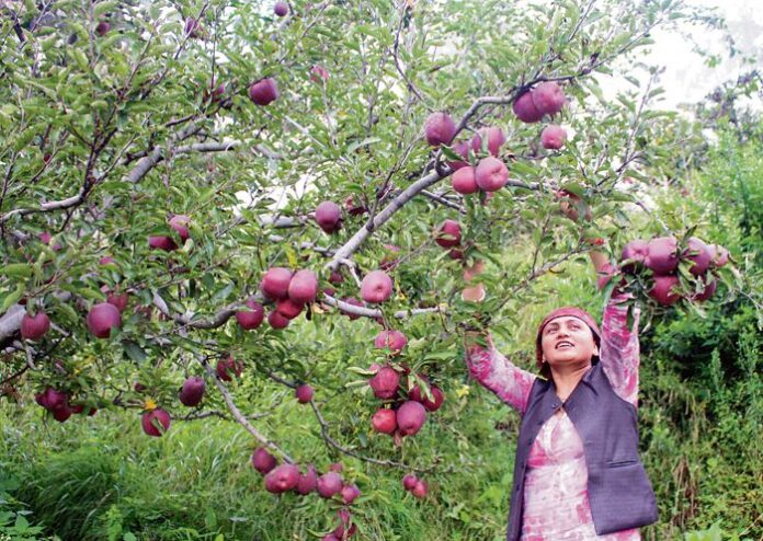 Study Finds Fall In Fruit Production In Hill States Due To Climate Change; Experts Weigh-In Solutions