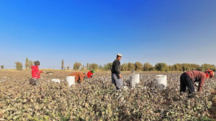 Report Highlights Link Between Uyghur Forced Labour And Chinese Agricultural Products