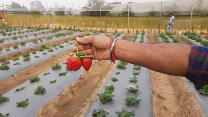 Tripura Explores Strawberry Cultivation With Promising Results