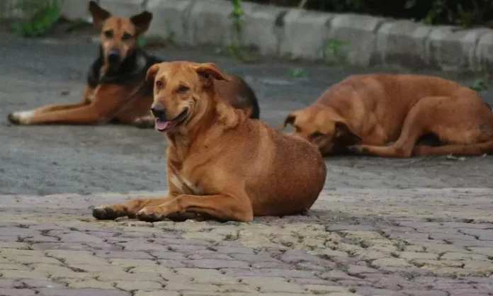 Punjab Child Rights Commission Takes Action Amid Stray Dog Attacks On Children