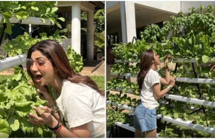 Shilpa Shetty Shares Hilarious Glimpse Of 'Farm Life' On Instagram With Fun Captions