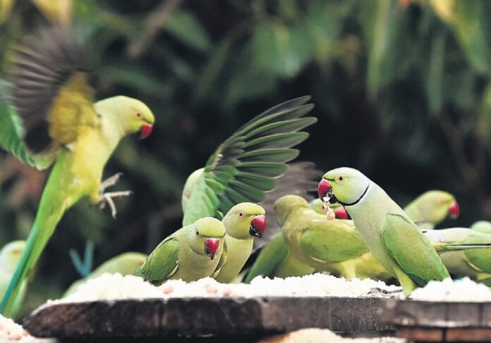 Meet Chennai’s “Bird Couple”: Sudarson And Vithiya Turn Their Terrace Into A Sanctuary For 15,000 Parrots