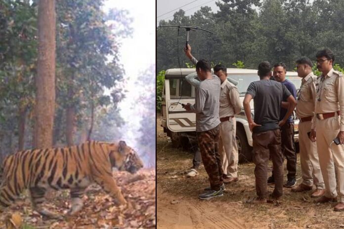 Royal Bengal Tiger Trapped In Farmer's House In Jharkhand, Rescued By Forest Officials
