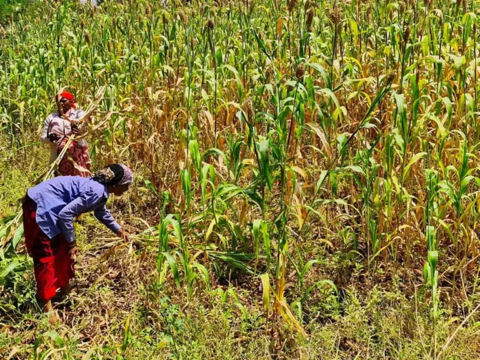 UP Launches Direct Maize Procurement At MSP For Rabi Season