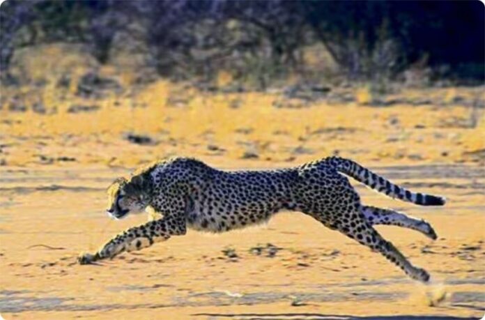 Namibian Cheetah Nabha Dies Of Injuries At Kuno National Park