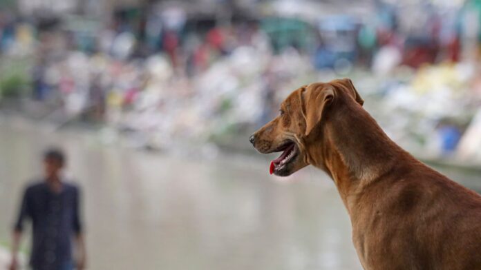 CJI Steps In on Stray Dogs Issue After Lawyer Points to Conflicting Court Orders