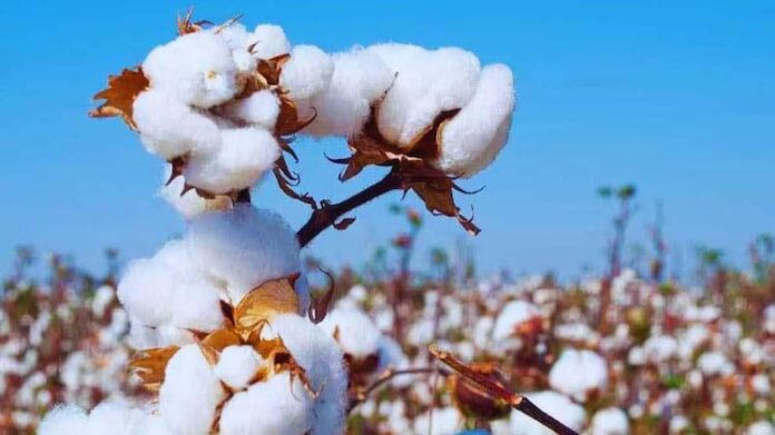 Government Allows Duty-Free Cotton Imports Until September 30