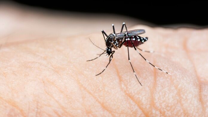 Dengue Prevention And Recovery: A Guide For The Monsoon Season