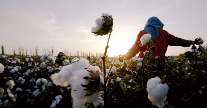 India Suspends Cotton Import Duty, Signaling A Response To U.S. Trade Tensions