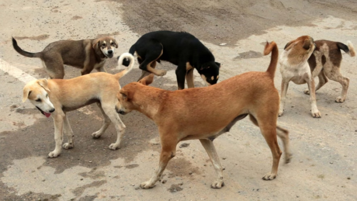 Supreme Court Orders 'Sterilised' Stray Dogs to Be Released