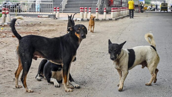 Supreme Court To Rule On Controversial Order For Mass Capture Of Stray Dogs