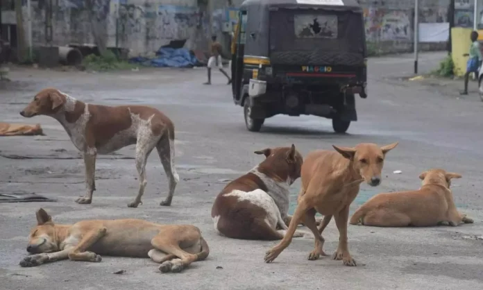 Hired Gang Accused Of Brutally Killing Stray Dogs In Kanpur Township, Sparking Outrage
