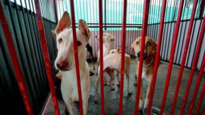 Supreme Court Orders Delhi-NCR Authorities To Capture And Shelter Stray Dogs
