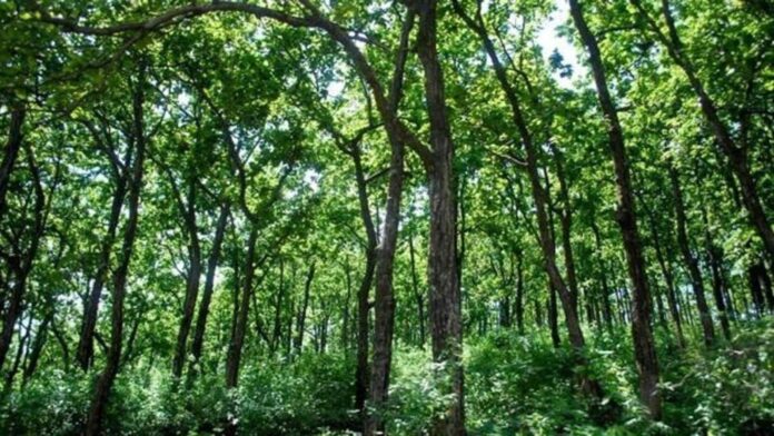 IIT Kharagpur Study Warns of Declining Forest Health in India Despite Rising Green Cover