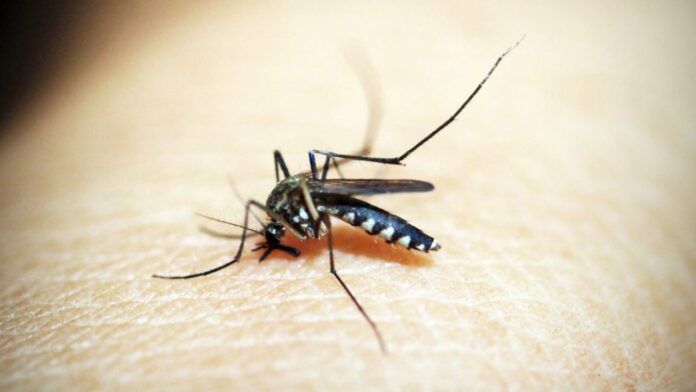 Mumbai Sees Spike In Malaria, Dengue And Chikungunya Cases During Monsoon Season