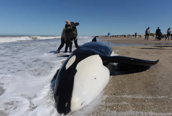Rare Mass Orca Stranding In Argentina: 26 Killer Whales Found Dead