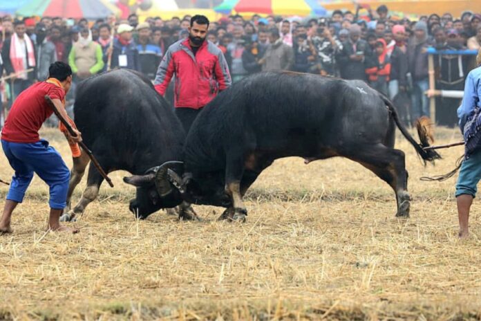 Assam Moves To Exempt Traditional Buffalo Fights From Animal Cruelty Law, Citing Cultural Significance
