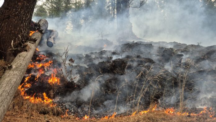 LOC Wildfire Contained: Massive Blaze In J&K's Gurez Valley Brought Under Control After Manual Operation