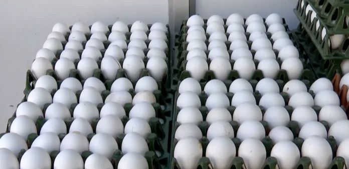 Food Safety Alert: Karnataka Orders Extensive Testing Of Eggs Over Reports Of Antibiotic Use