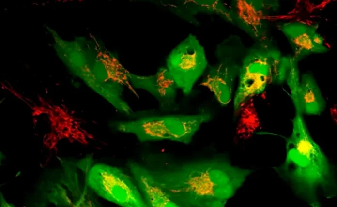 Scientists Use “Nanoflowers” To Rejuvenate Ageing Human Cells In Breakthrough Study