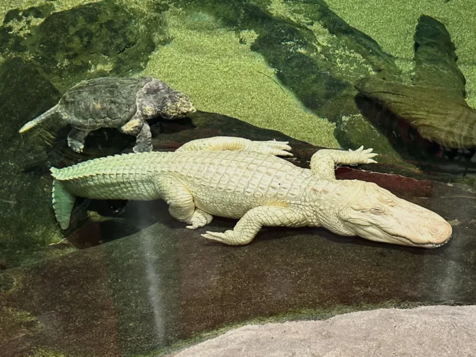 San Francisco Icon Claude, The Beloved Albino Alligator, Passes Away At Age 30