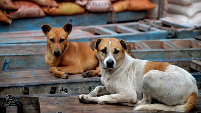 'Behaved Like Sentries': Stray Dogs Guard Abandoned Newborn Through Cold Night In West Bengal
