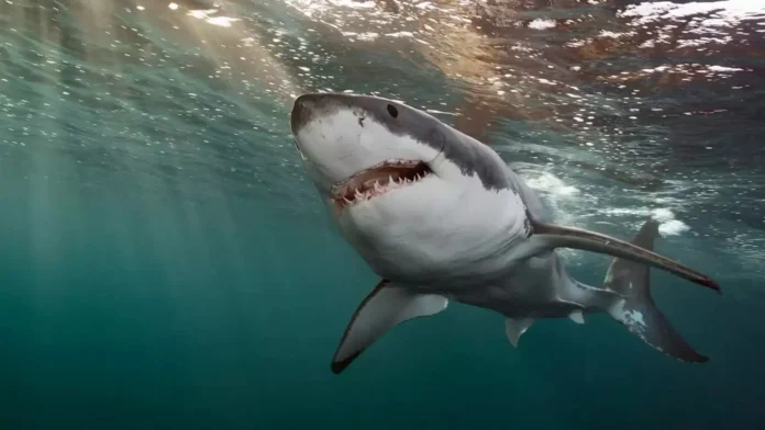 Sydney Harbour Tragedy: 12-Year-Old Fighting For Life After ‘Perfect Storm’ Shark Attack