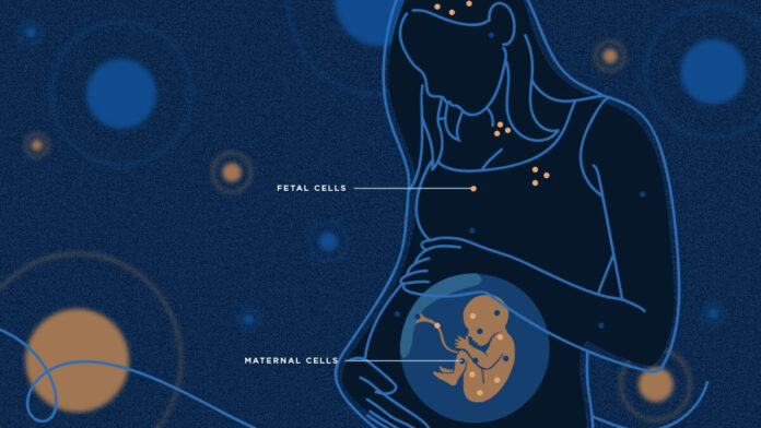 Microchimerism: The Lifelong Cellular Bond Between Mother And Child Explained