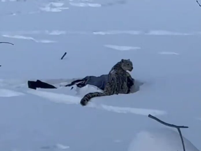 Chilling Video Shows Snow Leopard Mauling Skier in China
