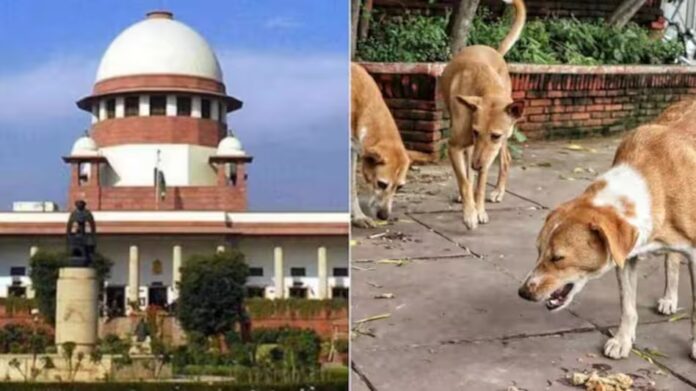Supreme Court Warns States, Dog Feeders of Heavy Liability for Stray Dog Attacks