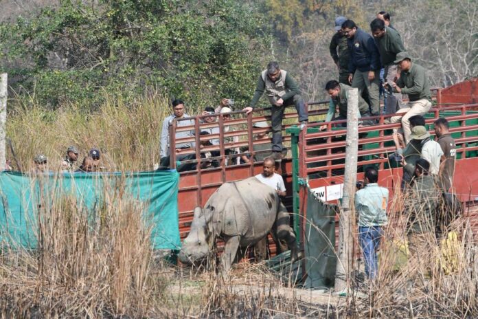 Homecoming: Two Hand-Raised Orphaned Rhinos Translocated To Kaziranga After 5 Years