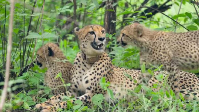 Eight Cheetahs From Botswana To Arrive In India On February 28, Boosting Project Cheetah