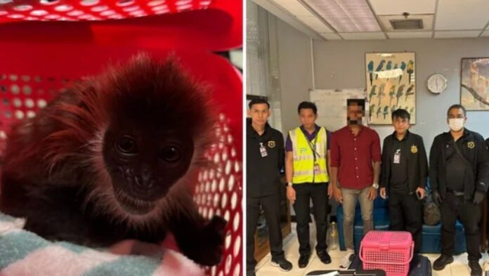 Indian Tourist Arrested At Bangkok Airport For Smuggling Rare Monkeys In Suitcase