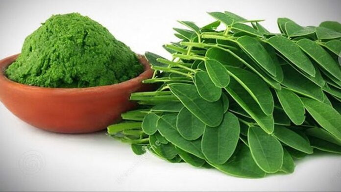 Moringa Leaves May Help Reduce Fatty Liver Risk: Here’s How This ‘Miracle Tree’ Supports Liver Health