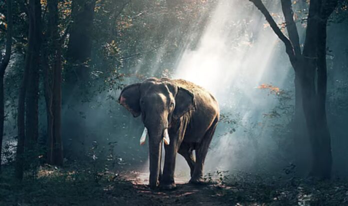 Three Women Killed, Three Injured In Brutal Tusker Attack In Dhenkanal, Odisha